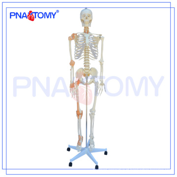 PNT-0104 180cm 175cm modelo de esqueleto flexível em tamanho real